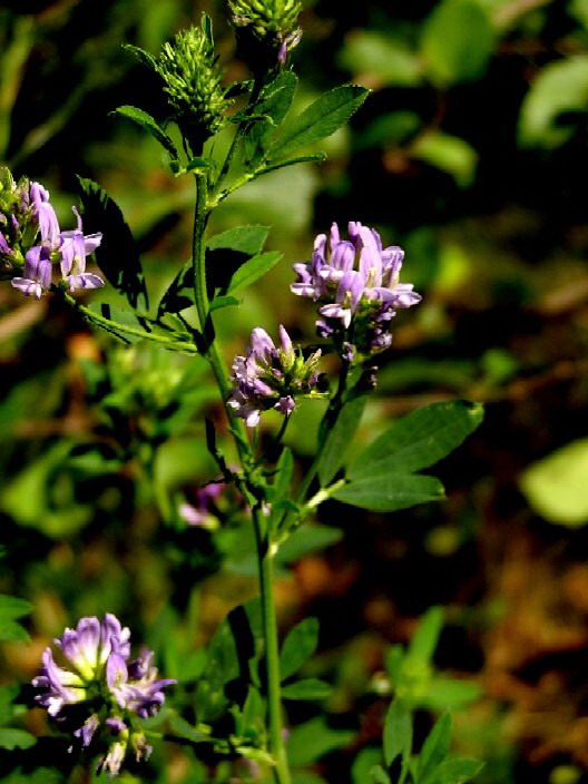 Luzerne (Medicago sativa)