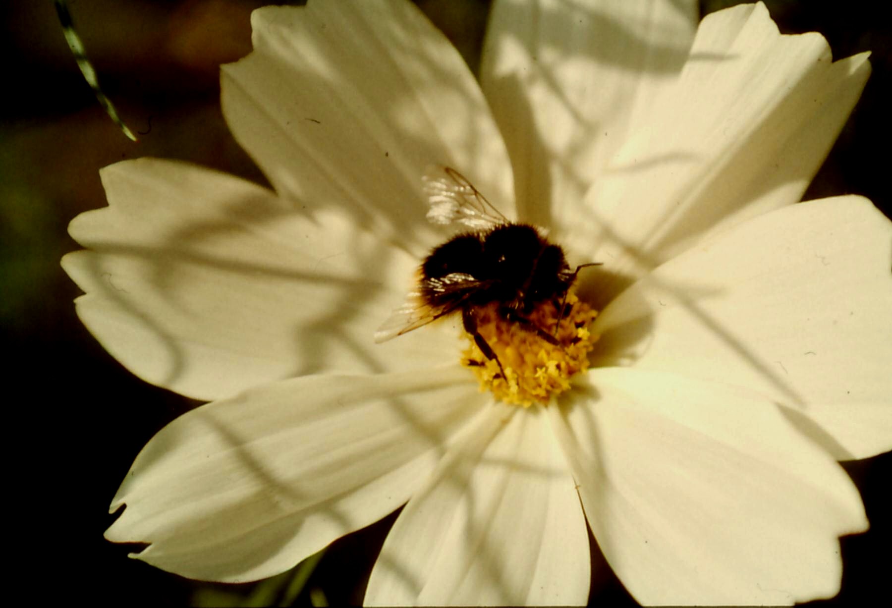 Hummel