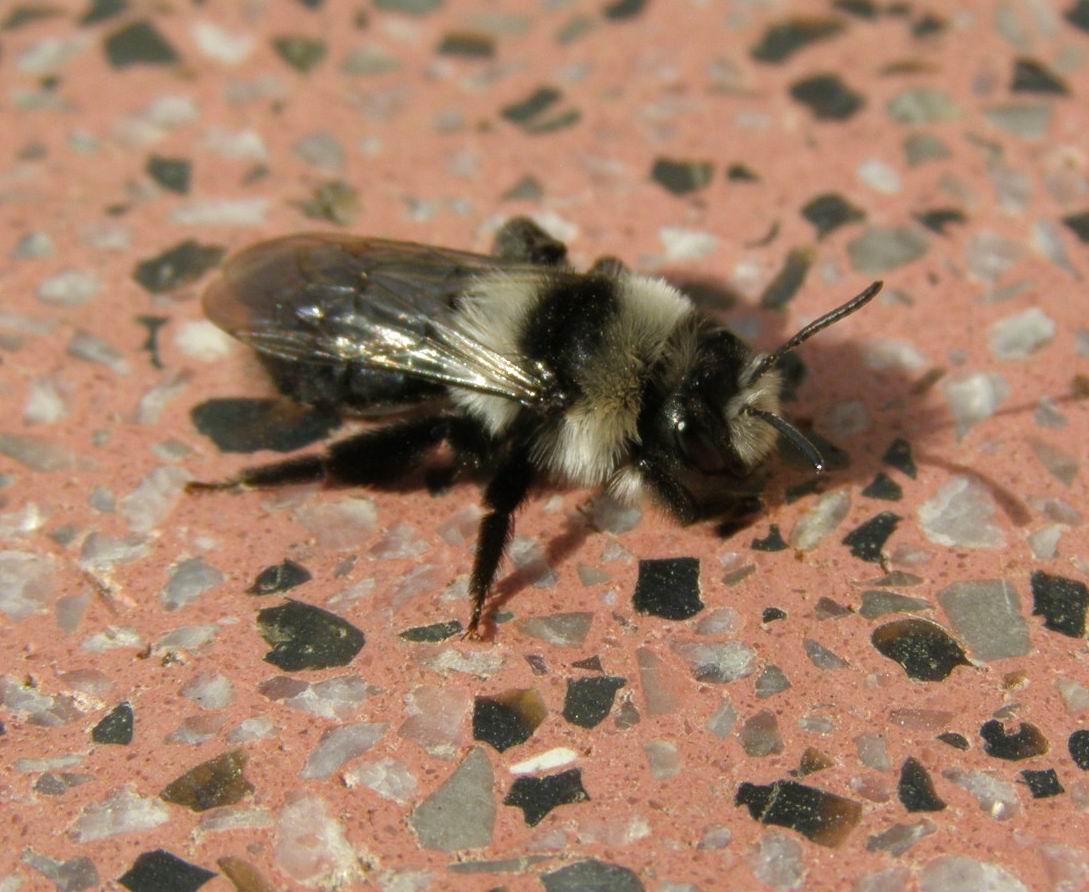 Weiden-Sandbiene