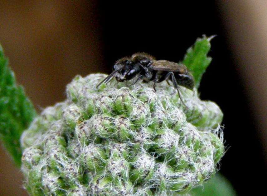 Schlupfwespe