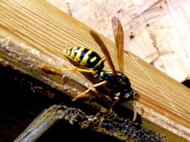 Wespe
