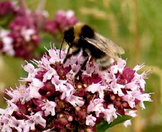 Hummel