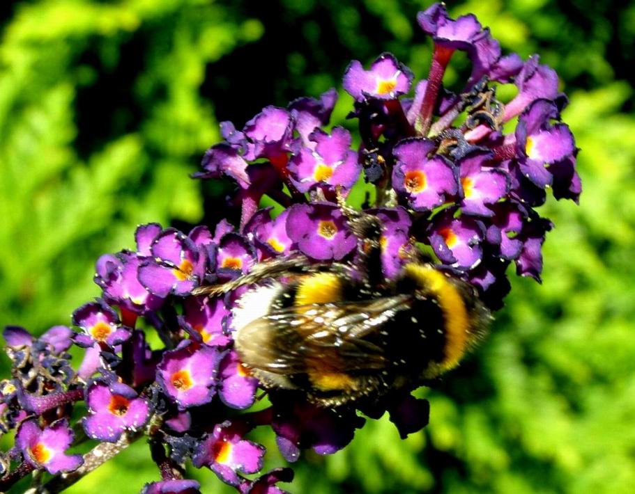Erdhummel
