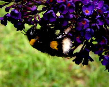 Hummel
