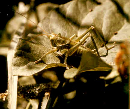 heuschrecke