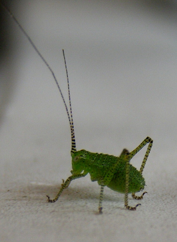 kleiner Grashüpfer
