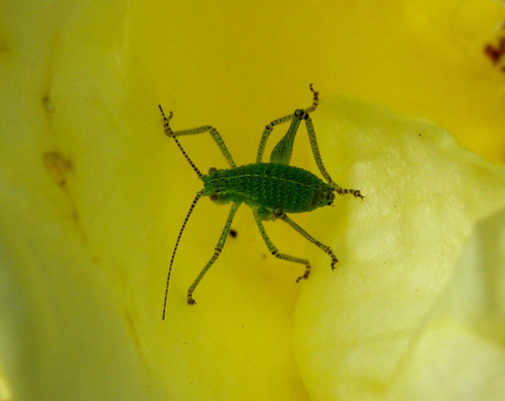 Grashüpfer