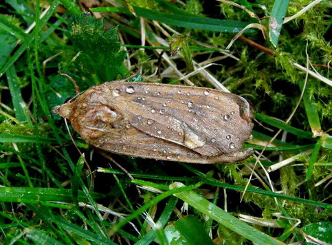Hausmutter