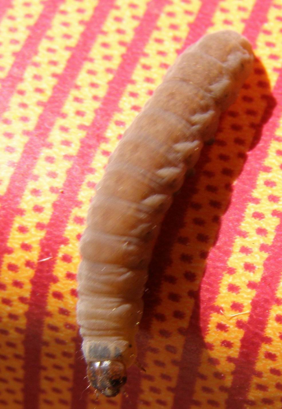 Raupe Hausmutter