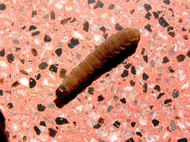 Raupe