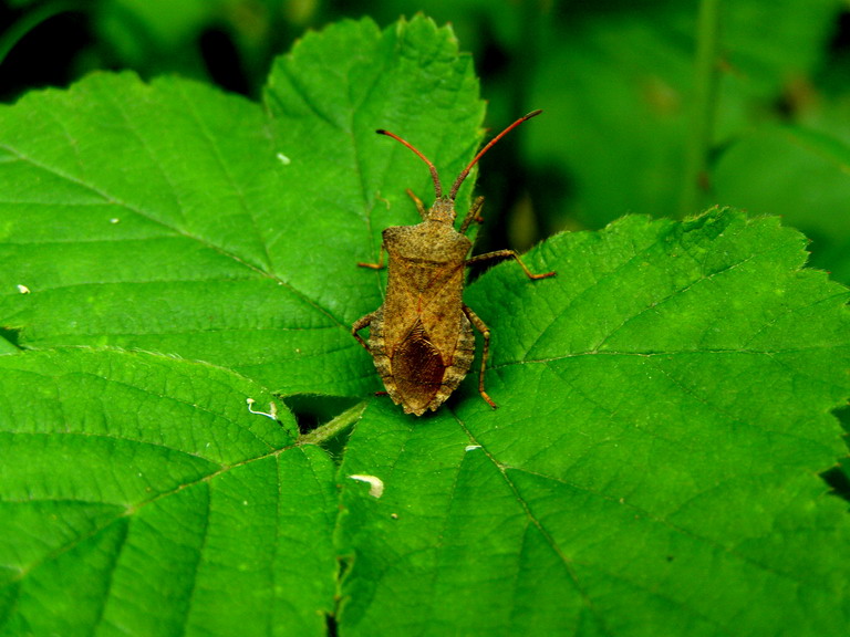 Schildwanze
