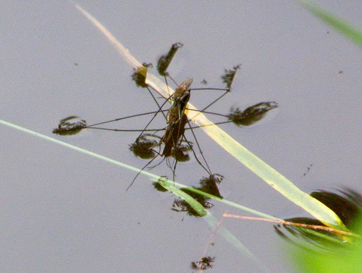 Wasserläufer