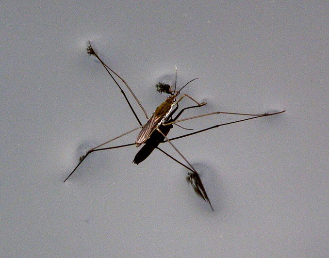 Wasserläufer