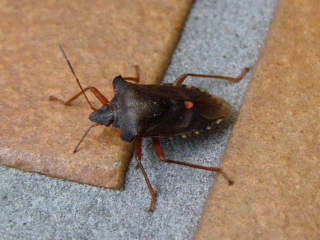 Rotbeinige Baumwanze