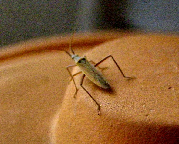 Weichwanze