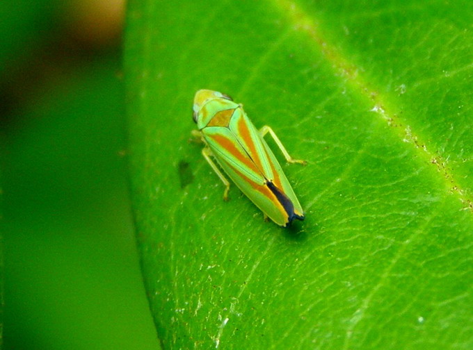 Zikade