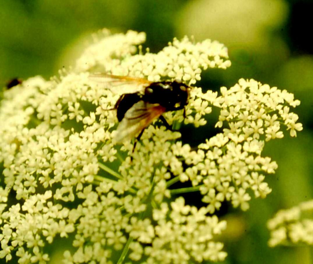 Fliege
