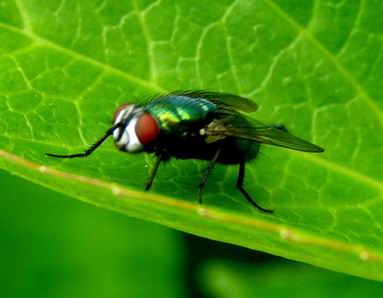 Fliege