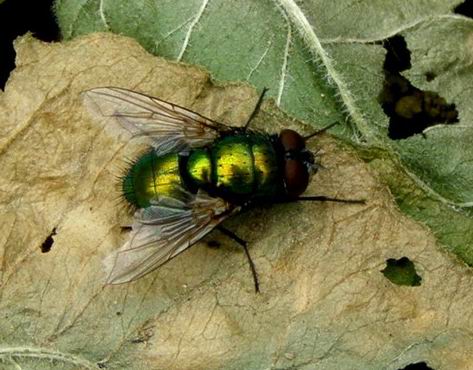 Fliege