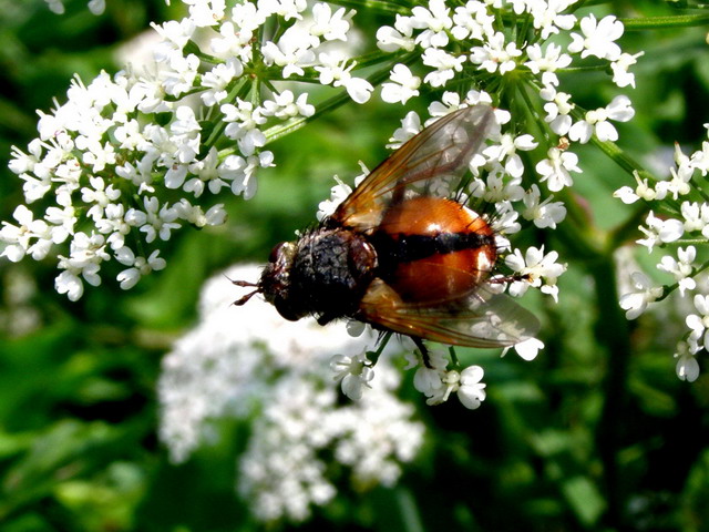Raupenfliege