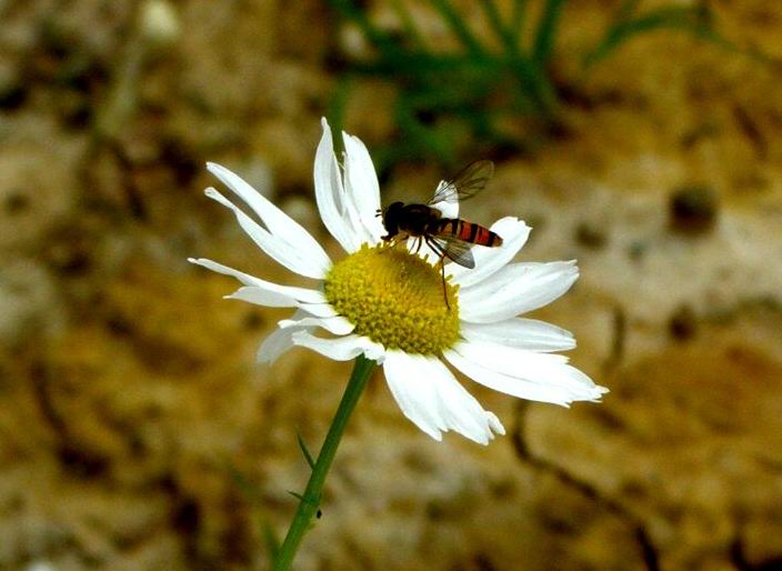 Gemeine Winterschwebfliege