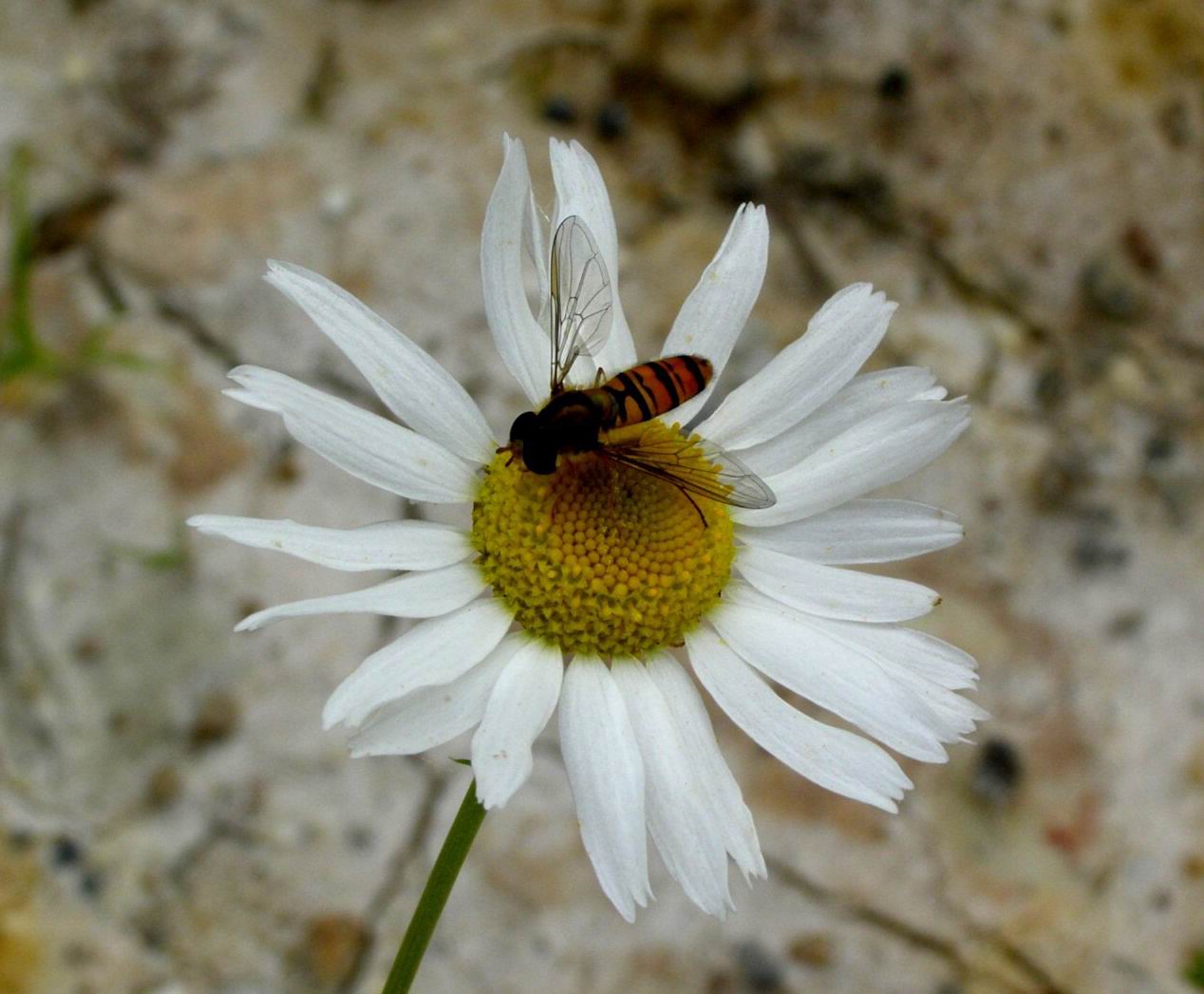 Gemeine Winterschwebfliege