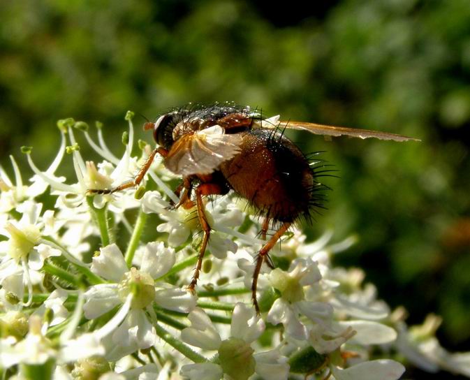 Raupenfliege