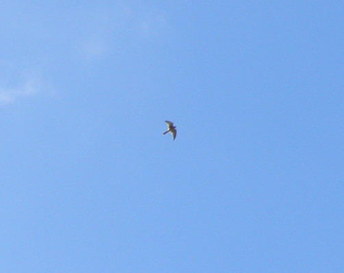 Turmfalke