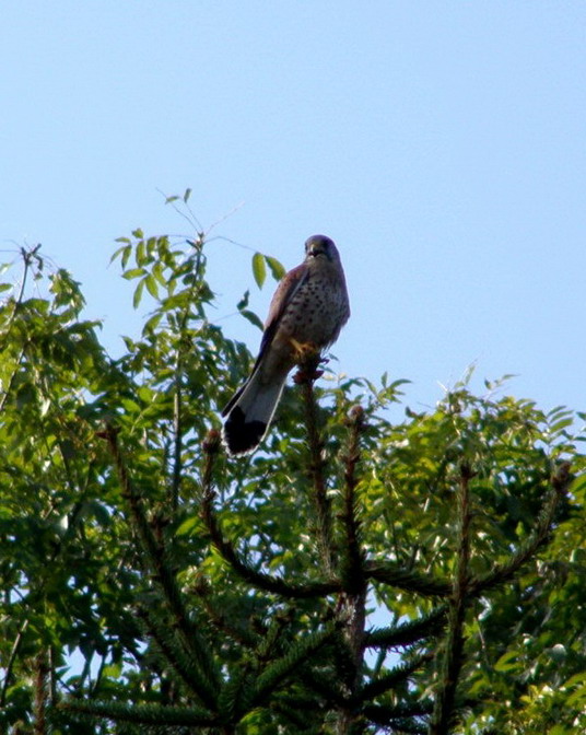 Turmfalke
