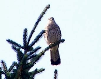 Turmfalke