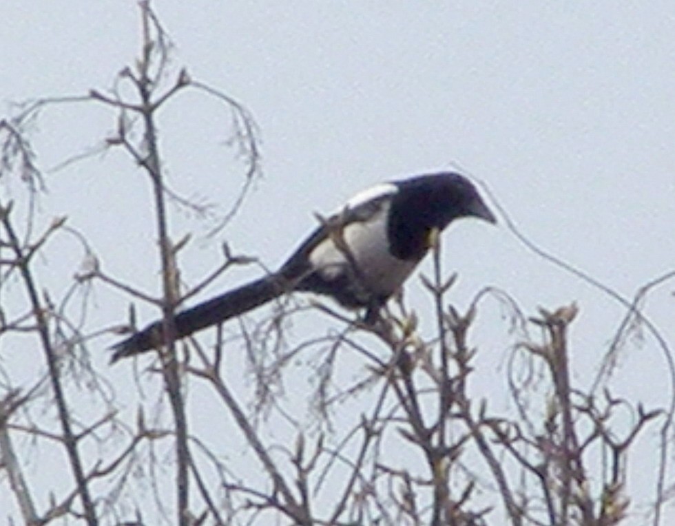 Elster