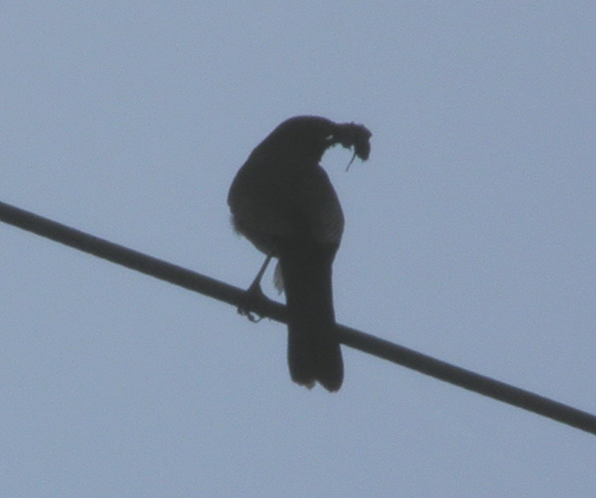 Amsel