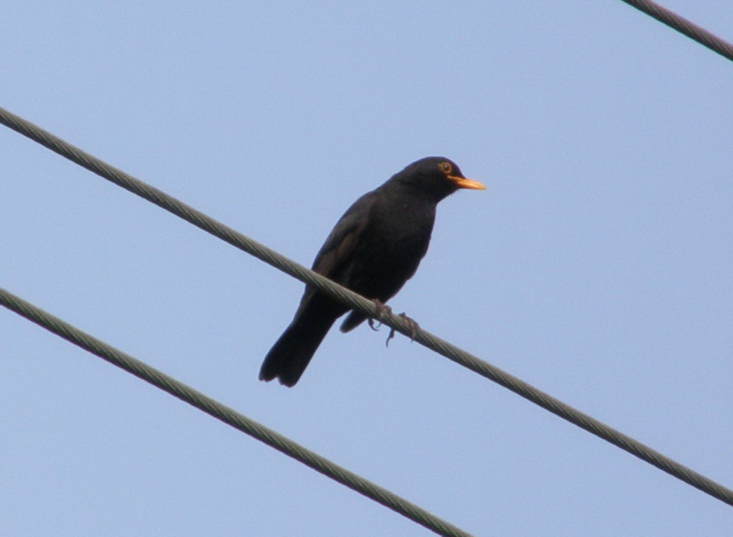 Amsel
