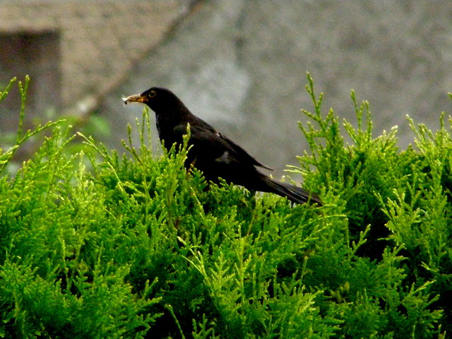Amsel