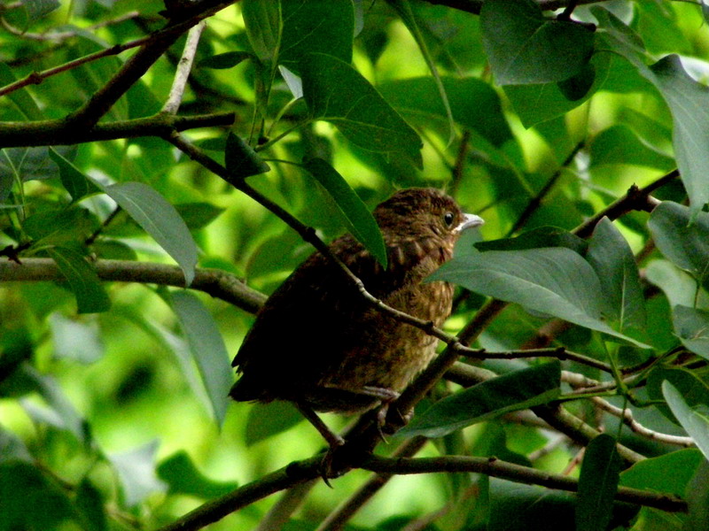 Amsel