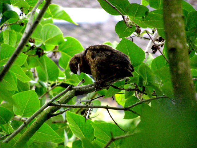 Amsel