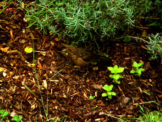 Amsel
