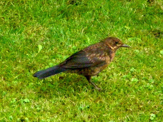Amselweibchen