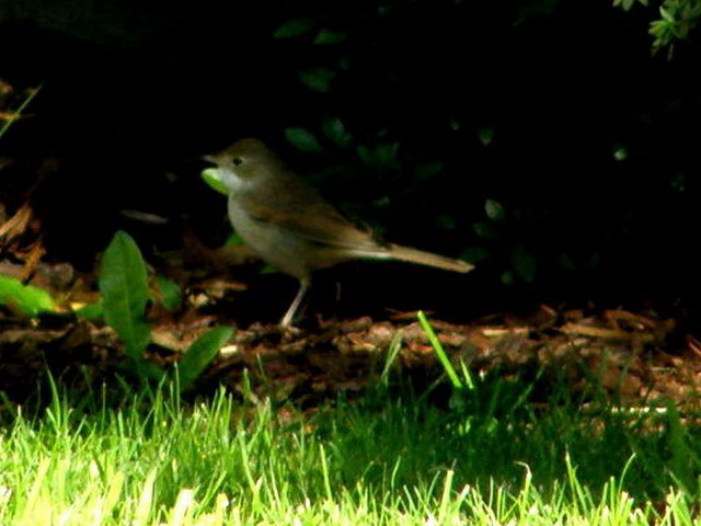 Gartenrotschwanz