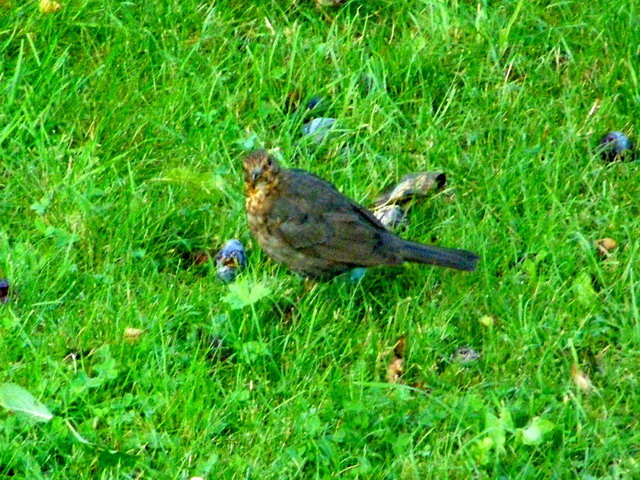 Amsel