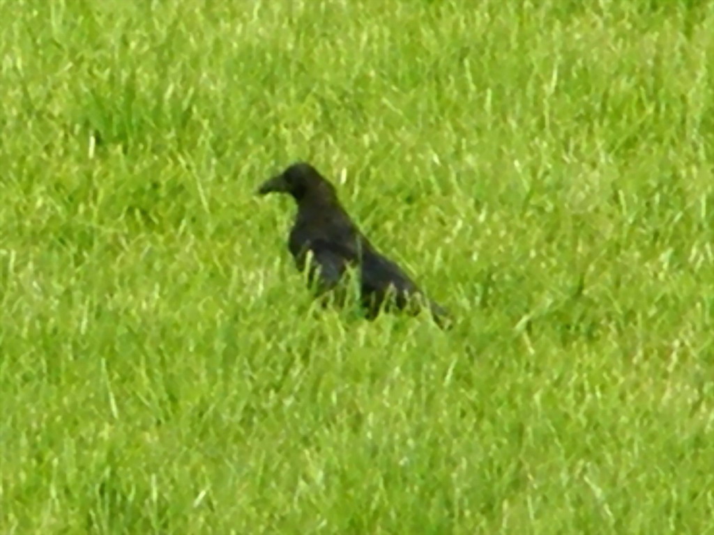 Rabenkrähe