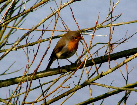 Rotkehlchen