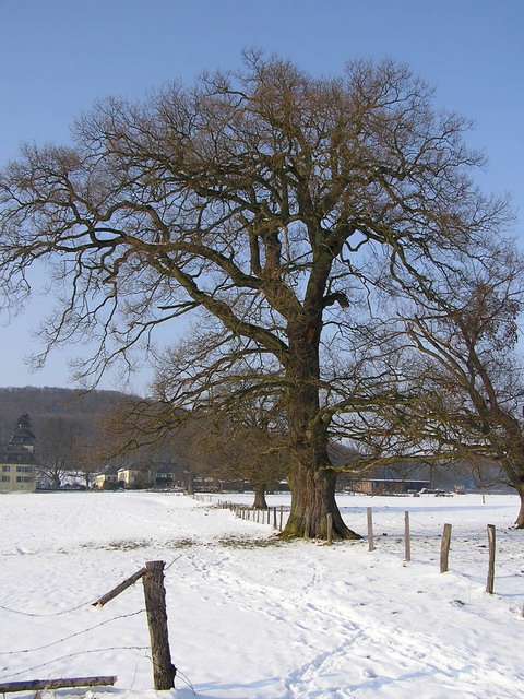 Eiche Winter