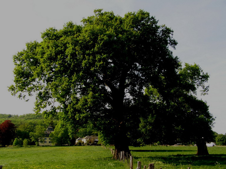 Eiche Frühling