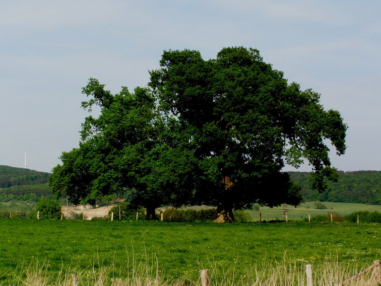 Eiche