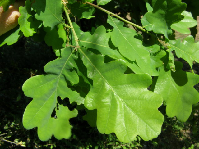 Eichblatt