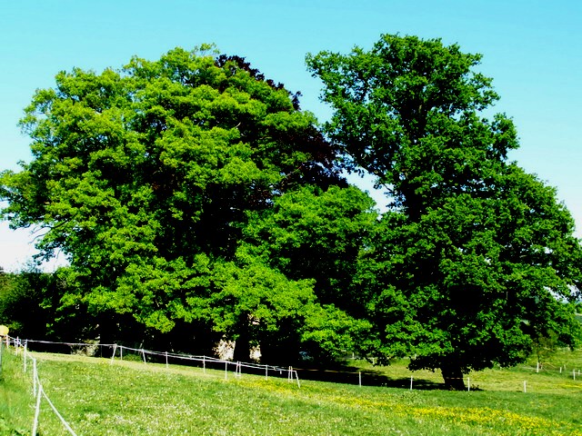 bäume