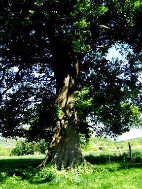 Eiche