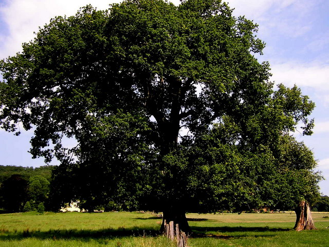 Eiche Sommer