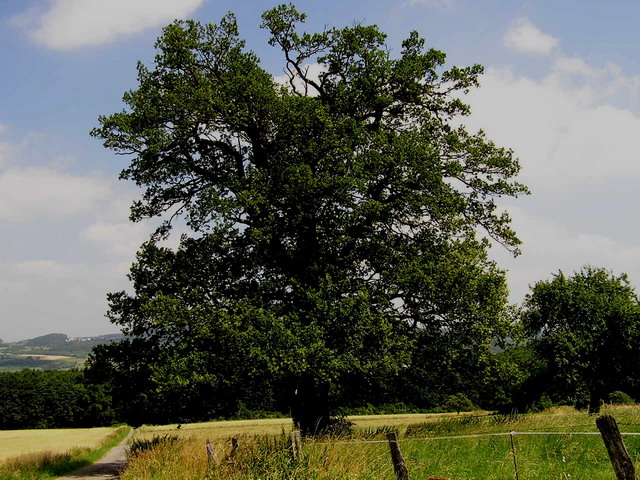 Eiche Molsberg